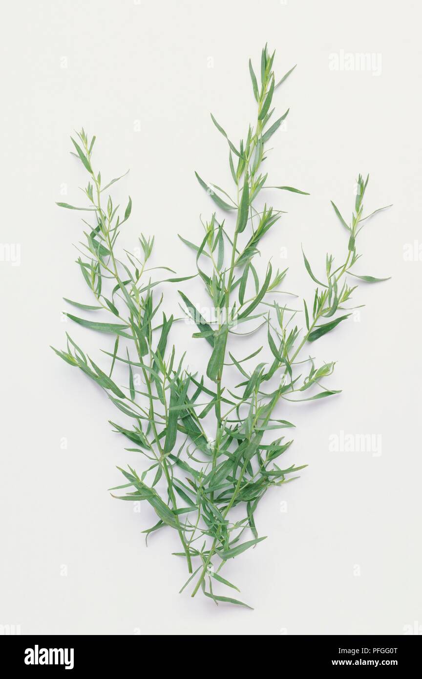 Artemisia dracunculus (Tarragon) stems with leaves Stock Photo Alamy