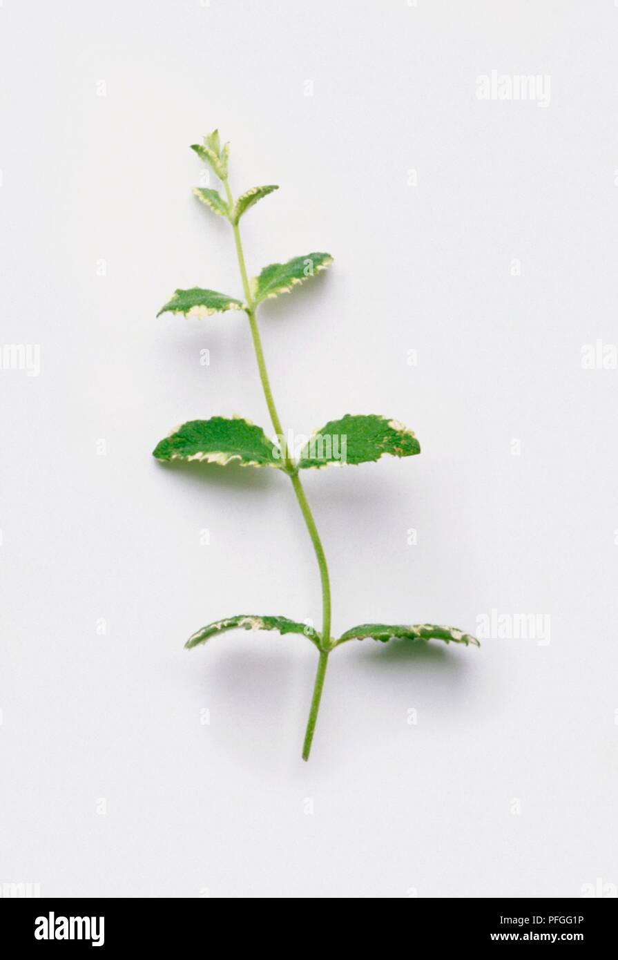 Mentha suaveolens 'Variegata' (Pineapple mint), green leaves on long stem Stock Photo