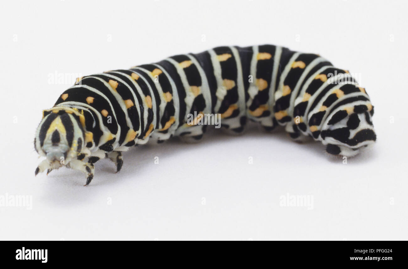 Swallowtail Caterpillar (Papilio machaon) walking Stock Photo Alamy