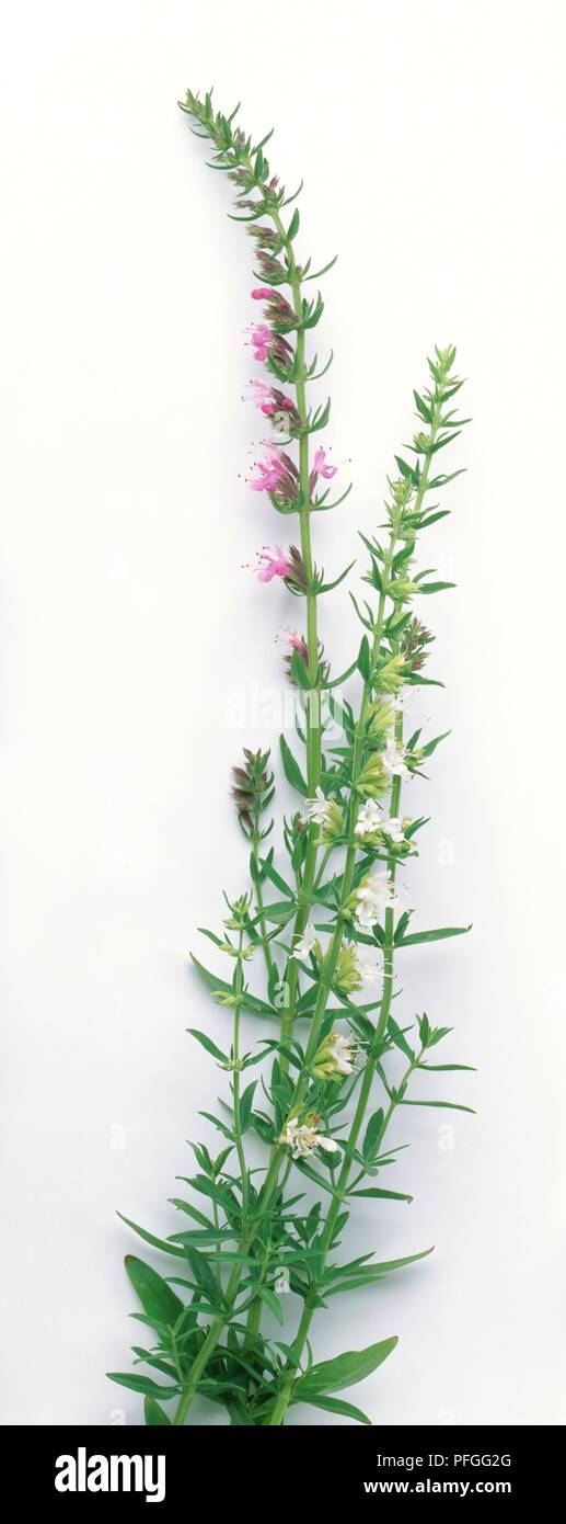 Hyssopus officinalis (Hyssop) stems with flowers and leaves Stock Photo