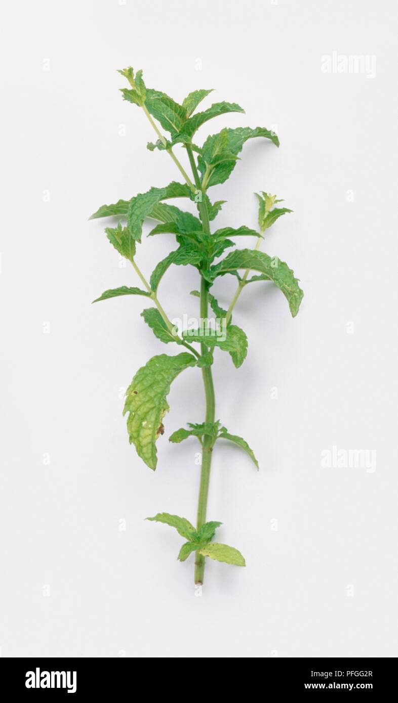 Mentha spicata 'Moroccan Mint', green leaves on long stem Stock Photo