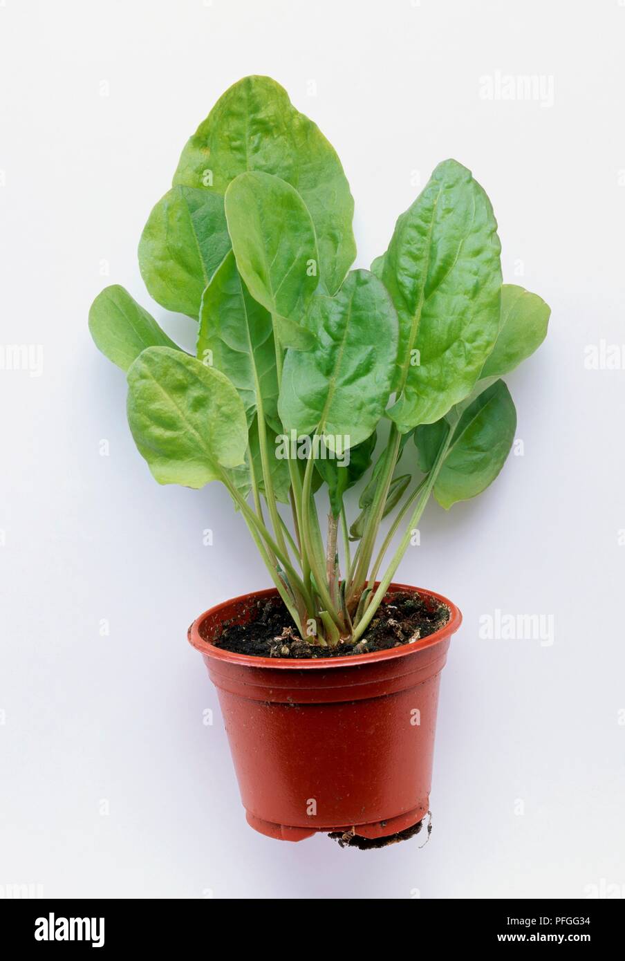 Rumex scutatus (Buckler-leaved sorrel or French sorrel) in plant pot Stock Photo