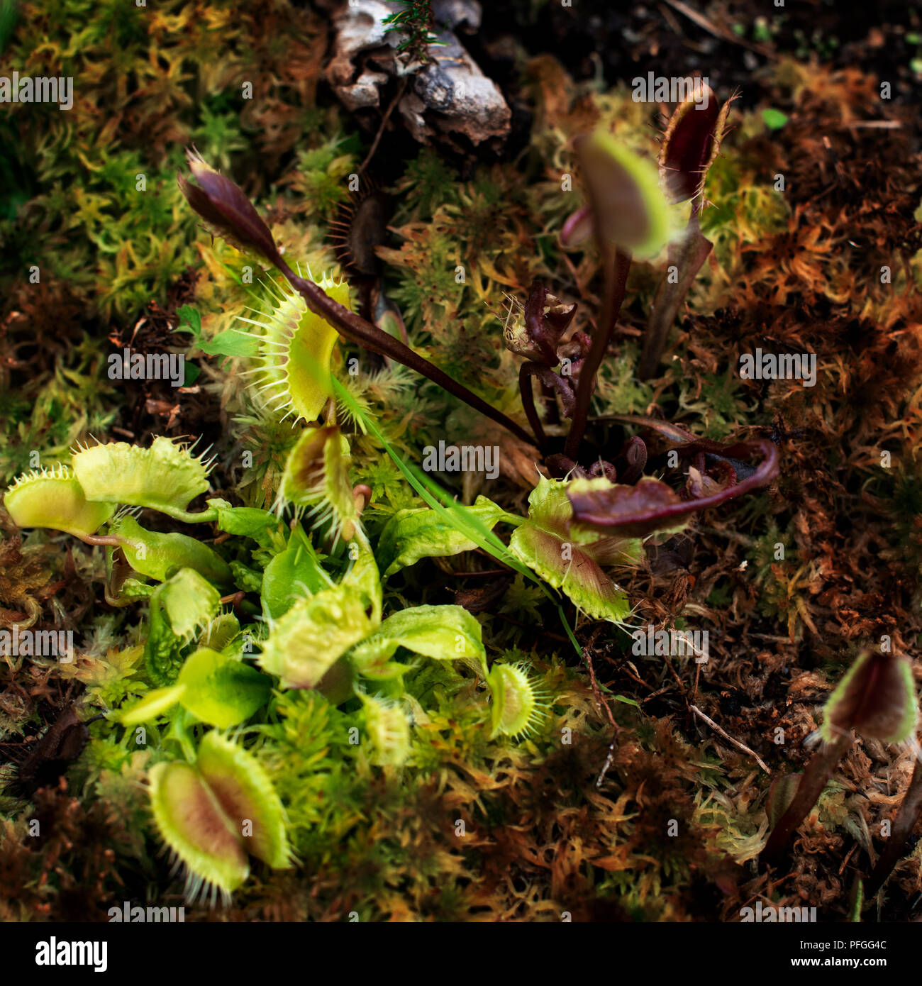 Carnivorous Venus Fly Trap (Dionaea muscipula) Plants Stock Photo Alamy