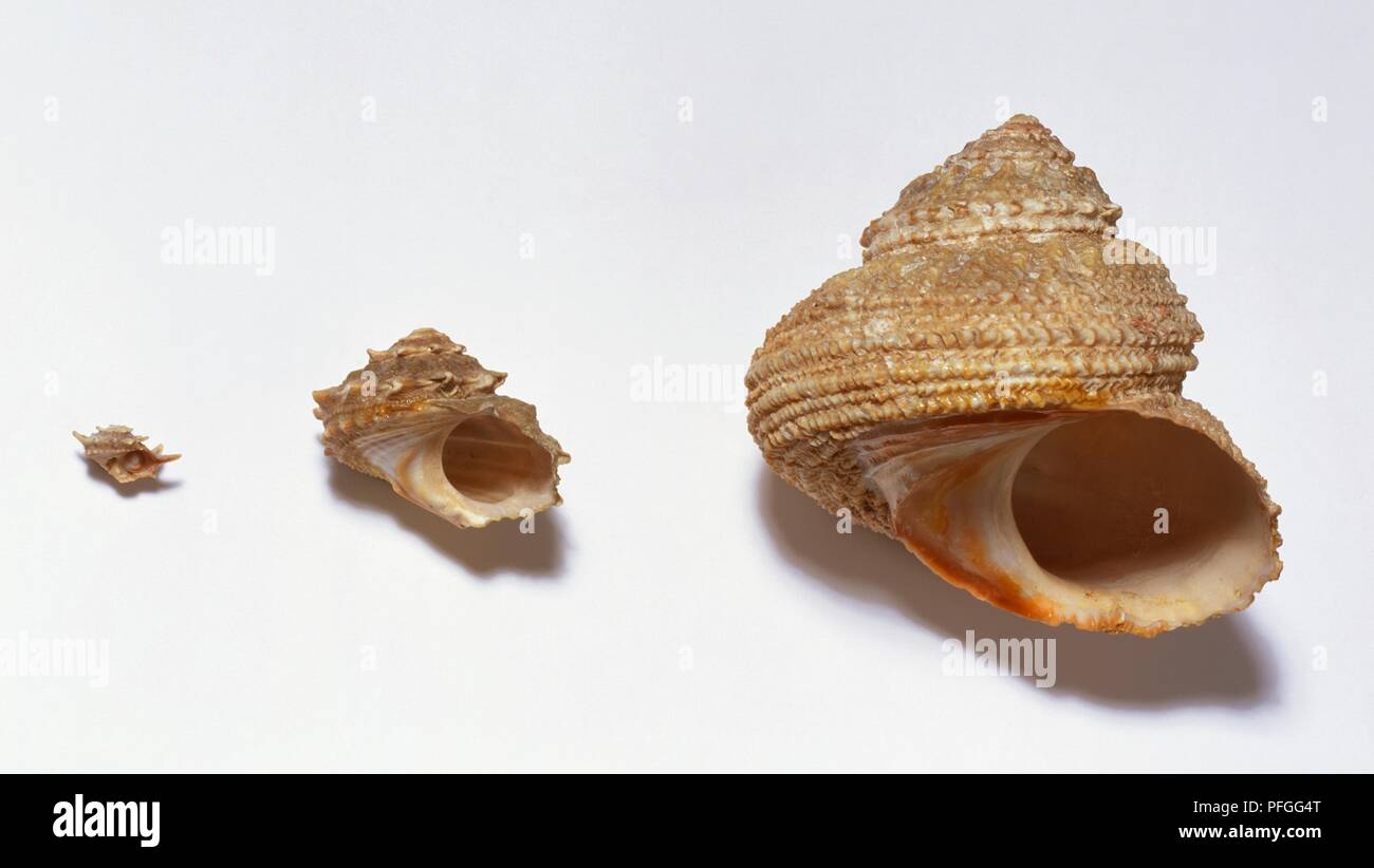Turban Snail shell at three stages of growth Stock Photo Alamy