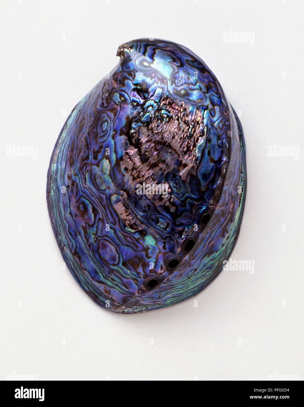 Shiny shell hires stock photography and images Alamy