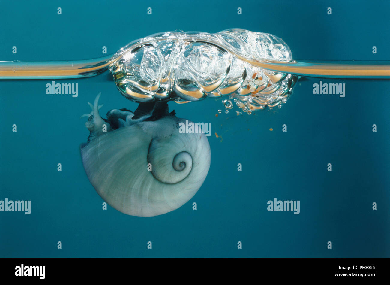 Janthina janthina hires stock photography and images Alamy