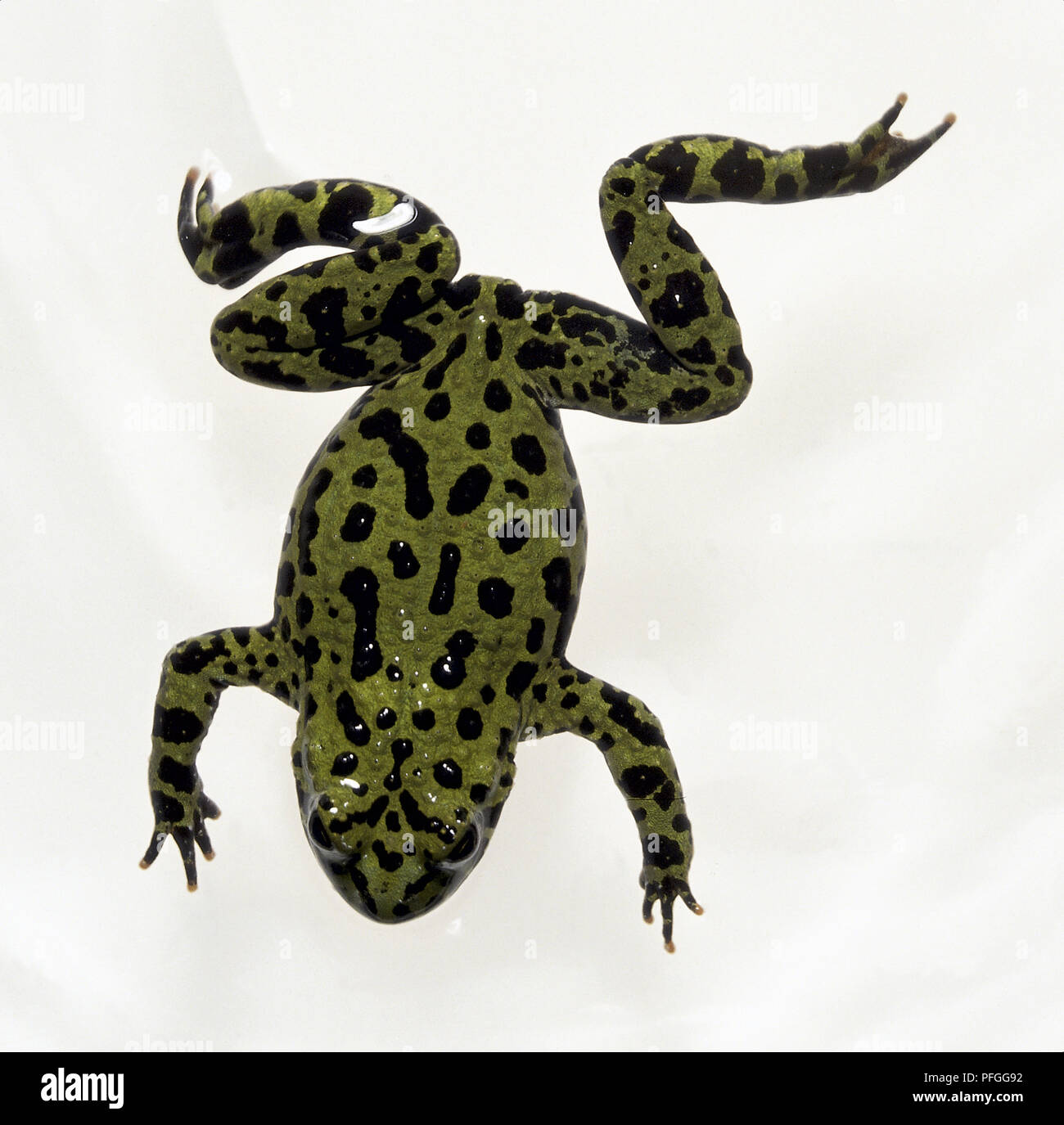 Overhead view of the Oriental Fire-bellied toad, with black spot markings and splayed legs Stock Photo
