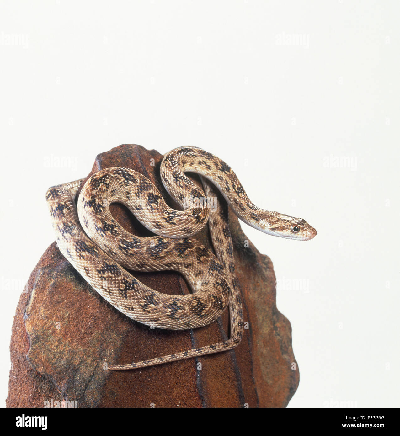 Diadem snake (Spalerosophis diadema), curled up on a rock Stock Photo