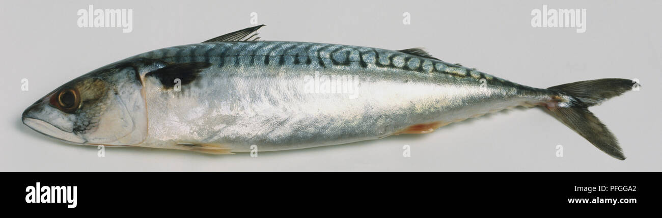 Whole raw Mackerel Stock Photo