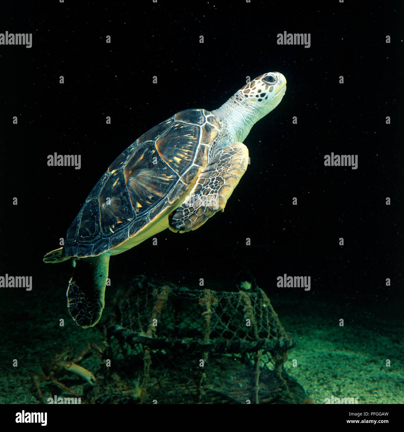 Green turtle (Chelonia mydas) swimming, side view Stock Photo