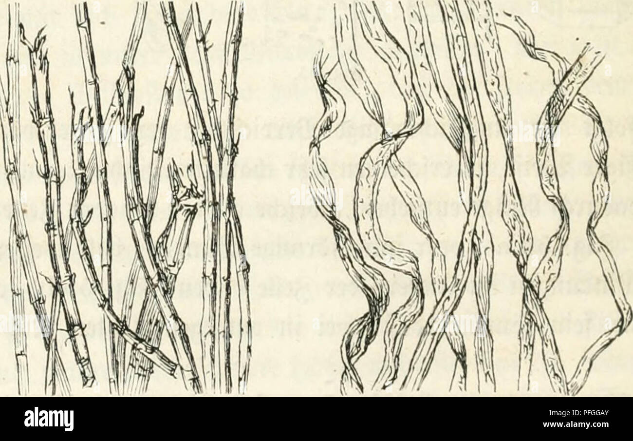 . Das Mikroskop; ein Mittel der Belehrung und Unterhaltung für Jedermann sowie des Gewinns für Biese. Microscope and microscopy. ISG ^afern. ücvKiufcnre ©piviitbäntcr jid; freuten. x^[t bic Ü^crttcfunc} xcc^d- m'd^c netzförmig anoseorfcuct, fo taß in tcrfclbcu nicf;r cter iitcuigcr rcße(mäf?ige ntufe Caiuilc frei bleiben, bie tnxd) tie ändere 3cHcn' UHint ai &quot;^HUKk oter Xüvfcl f;tncnvd;fd;einen, fo ent[tc(;en ))unctivte otier getiipfcüe ^^cllen (pJ • Eilten Hefe Viid'en f)ori',onta(e ©palten, fo entftef^cn geftveifte fetten (d). 3n mand)en ^^-äUen finb biefc .»pcrijLnitalfpalten fet;r r Stock Photo