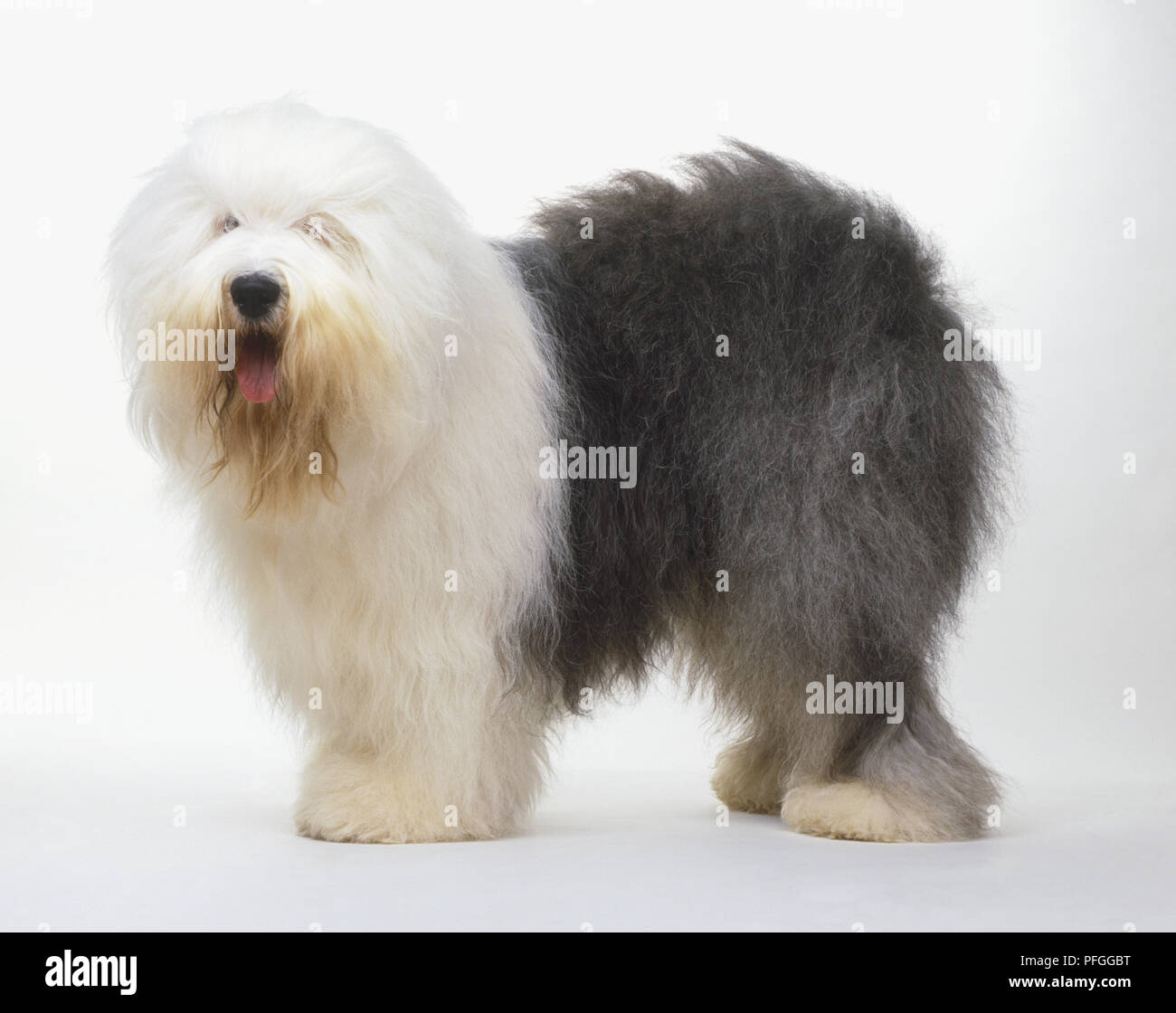 Old english sheepdog standing hi-res stock photography and images - Alamy