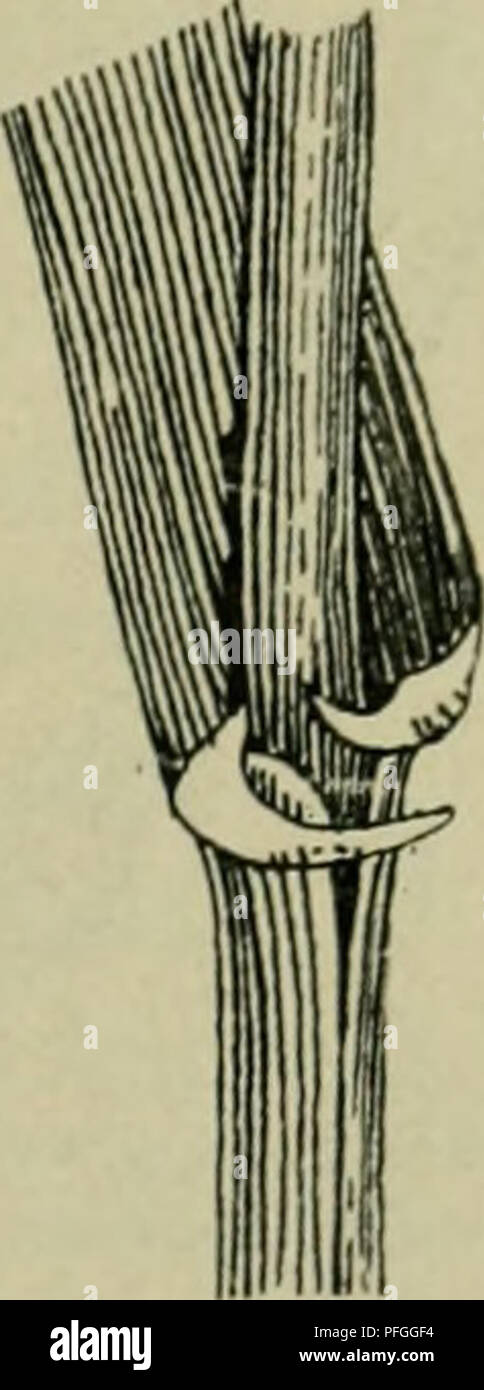 . Das Leben der Pflanze. Plants; Plants; Plants; Phytogeography. . Please note that these images are extracted from scanned page images that may have been digitally enhanced for readability - coloration and appearance of these illustrations may not perfectly resemble the original work.. Francé, R. H. (Raoul Heinrich), 1874-1943; Gothan, Walther Ulrich Eduard Friedrich, 1879-1954; Lange, Willy, 1864-. Stuttgart, Kosmos, Gesellschaft der Naturfreunde Stock Photo