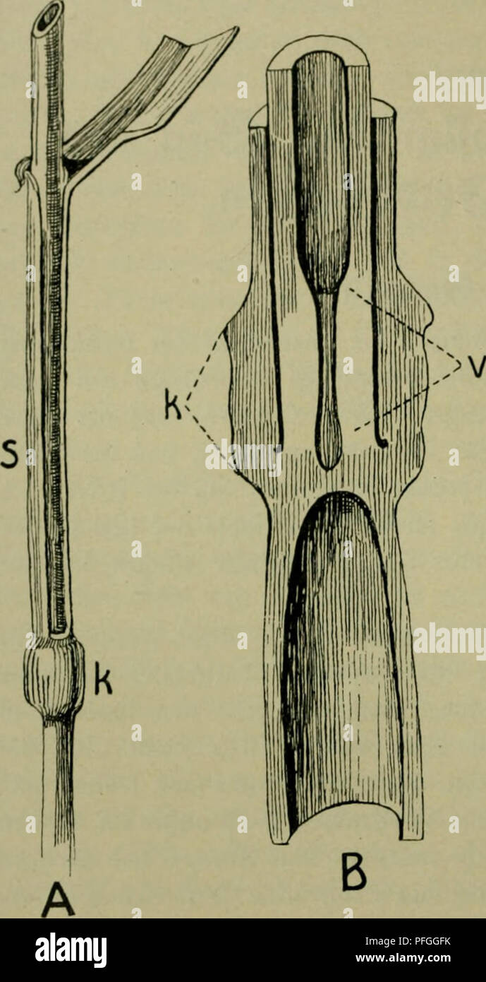 Das Leben Der Pflanze Plants Plants Plants Phytogeography 228 1 Kapitel Auptgetveibearten Bejeid Nen Fonnen alamy