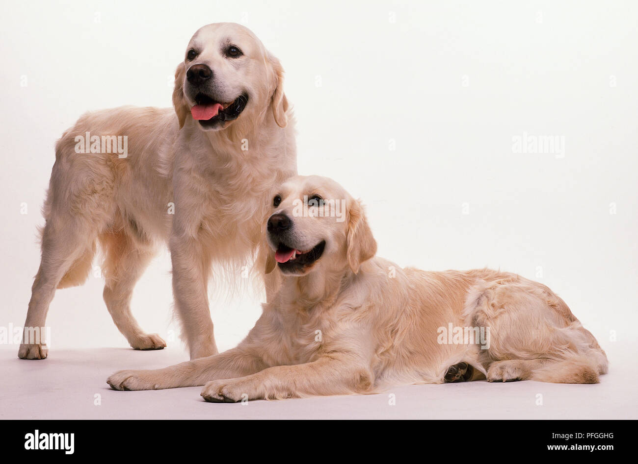 Two Golden Retrievers Stock Photo Alamy