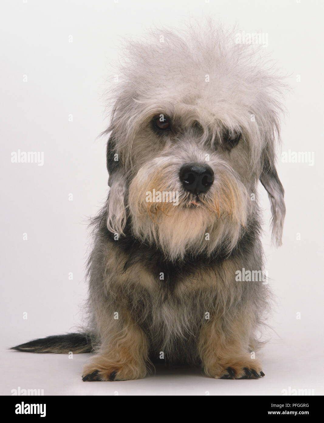 Terrier Mix Dandie Dinmont Terrier Hypoallergenic Dandie Dinmont