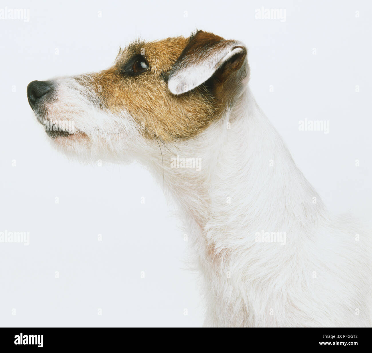 Jack Russell Terrier (Canis familiaris), profile. Stock Photo