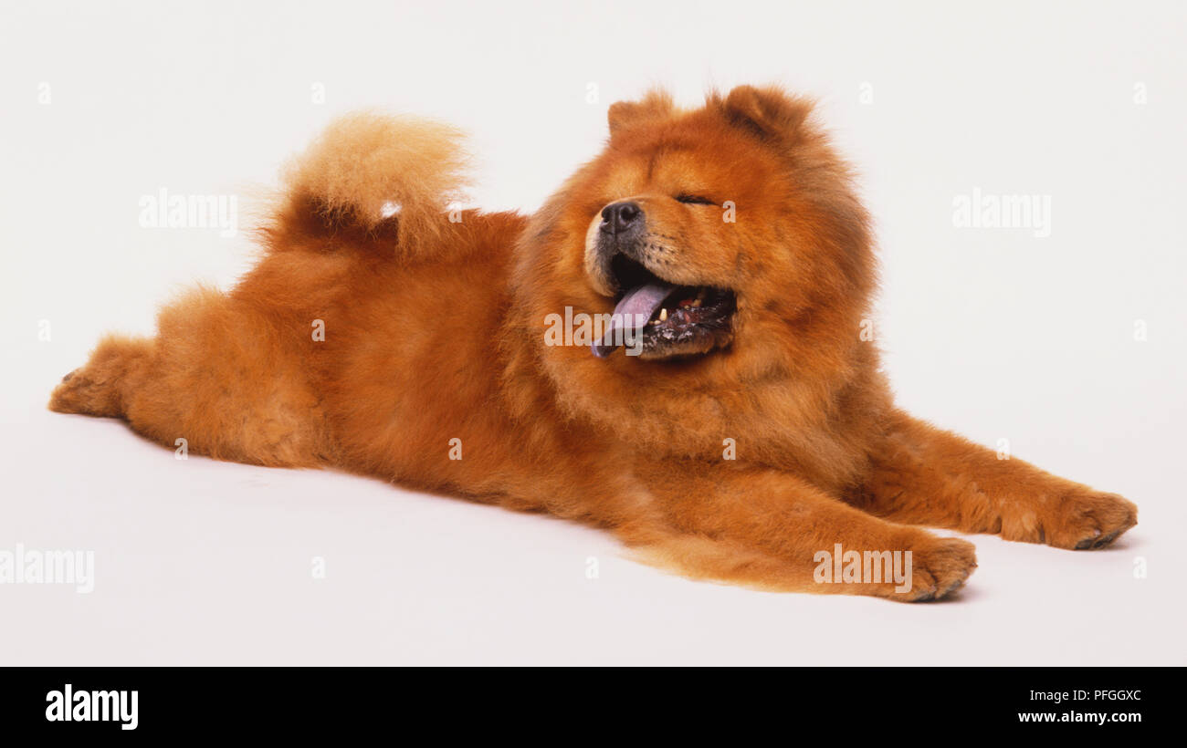 Chow Chow (Canis familiaris) lying down legs outstretched, panting, side view. Stock Photo