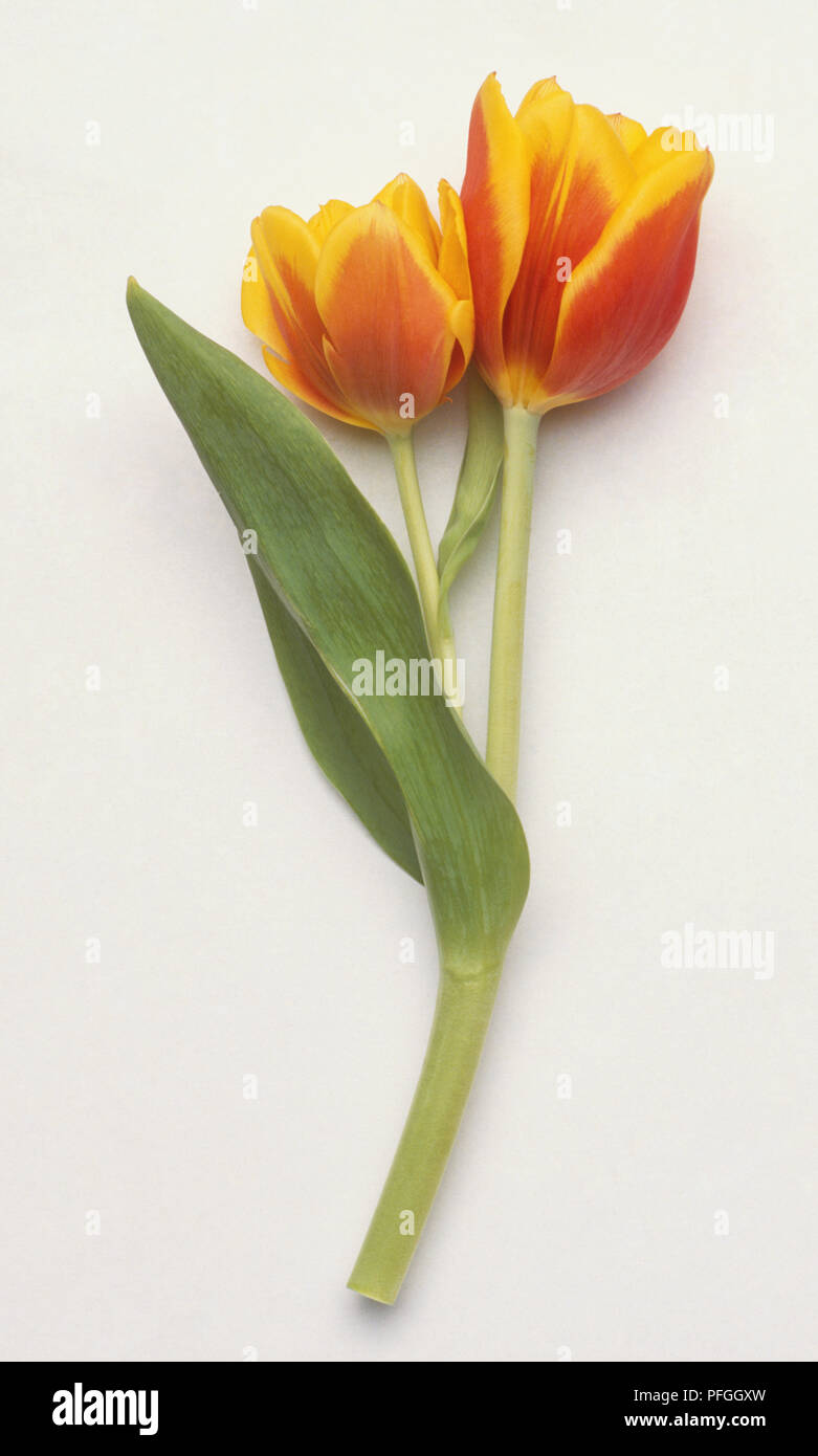 Tulipa sp., Tulips, two red and yellow coloured flowers sharing  