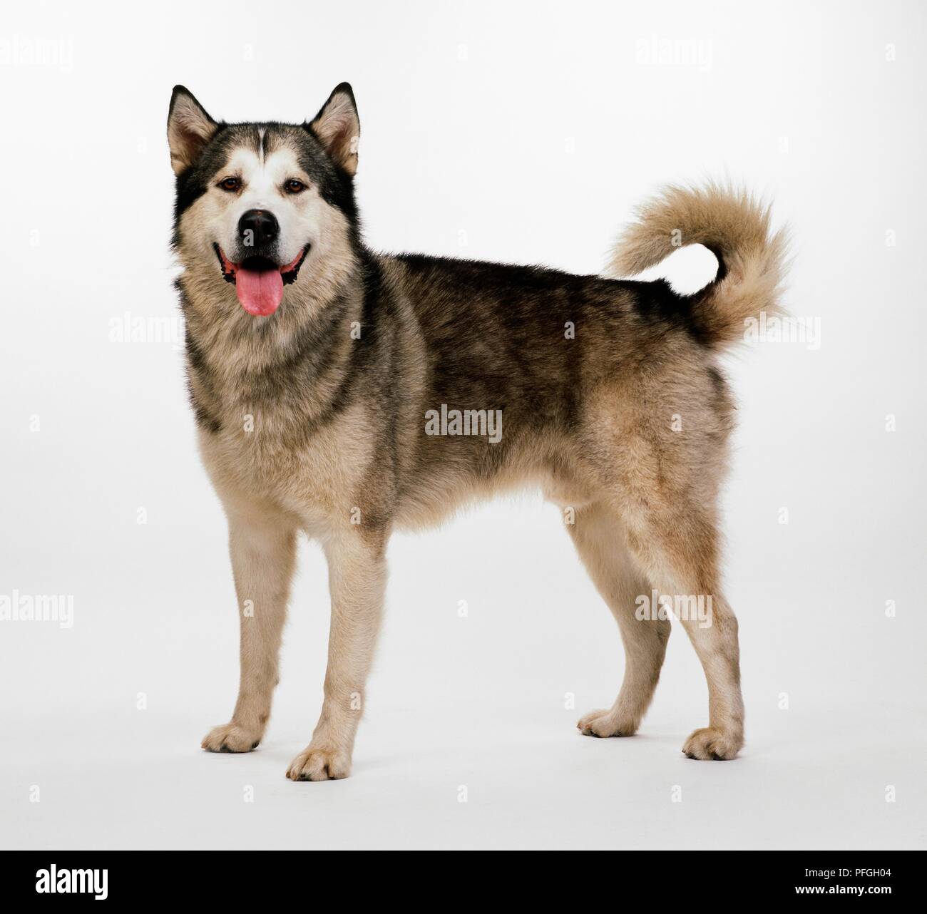 Pfgh Malamute dog hi-res stock photography and images - Alamy