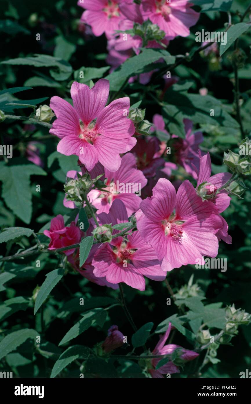 Pfgh Lavatera 'Kew Rose', pink flowers, and leaves Stock Photo - Alamy