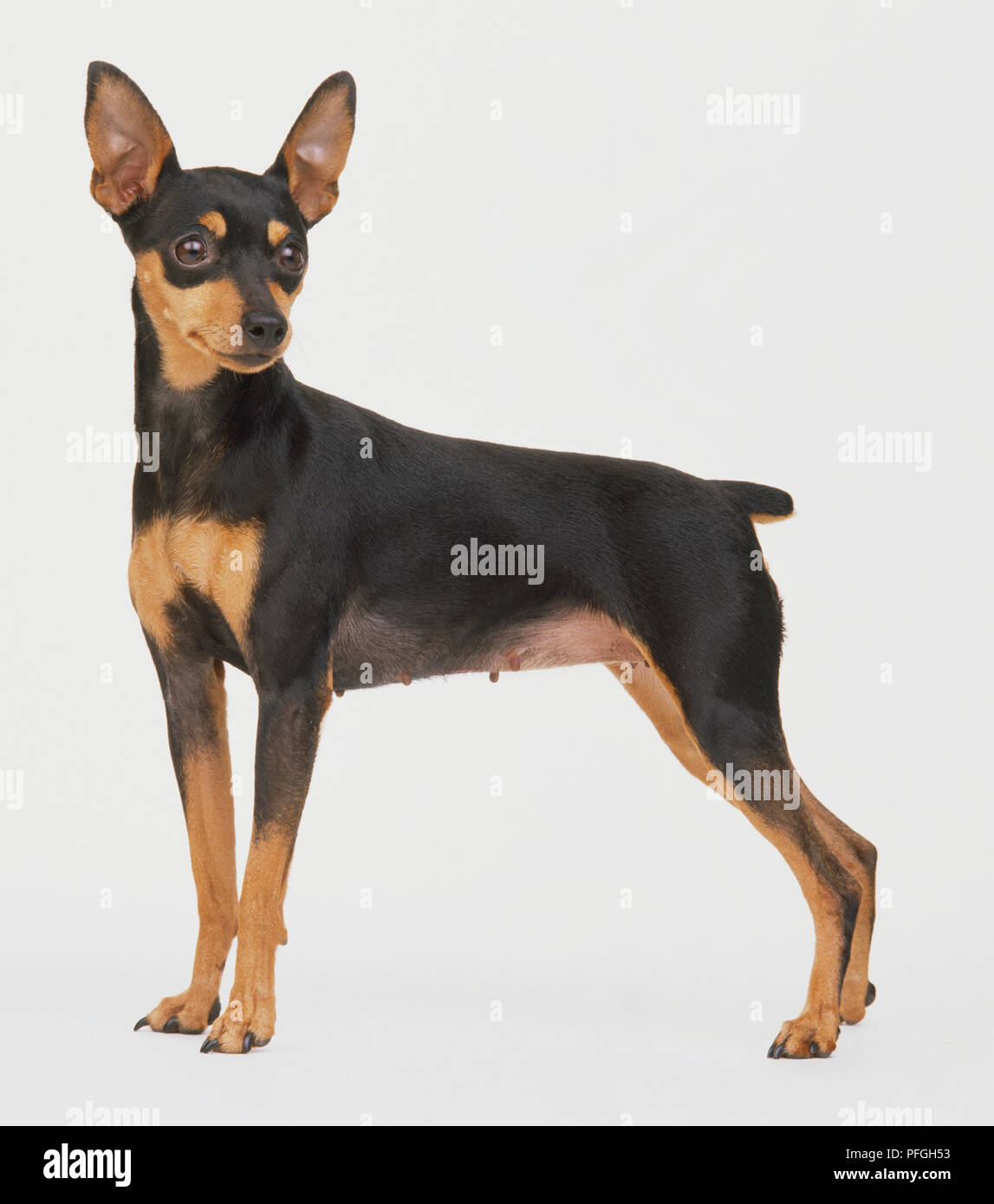 Pfgh Miniature Pinscher (Canis familiaris) standing, head turned to left ...