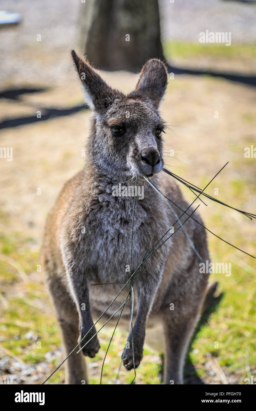 Pfgh Image of kangaroo on grass Stock Photo - Alamy