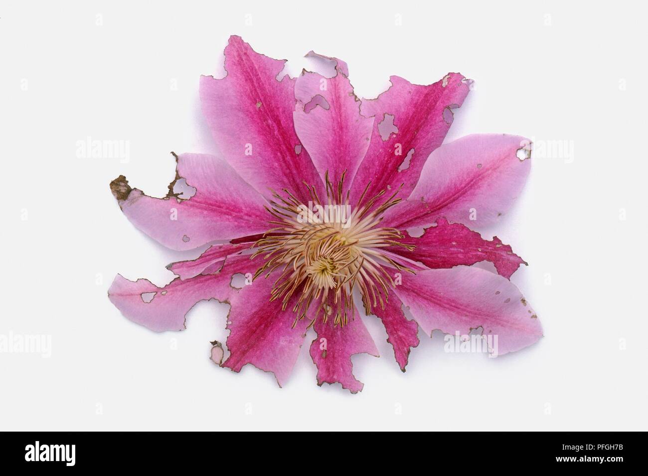 Clematis flower head damaged by Earwigs (Forficula auricularia), close-up Stock Photo