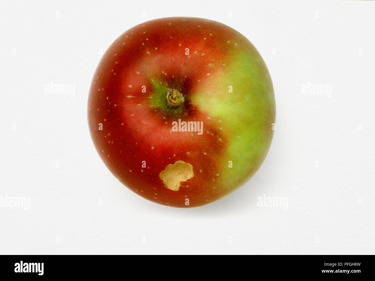 Apple with peck mark in skin Stock Photo