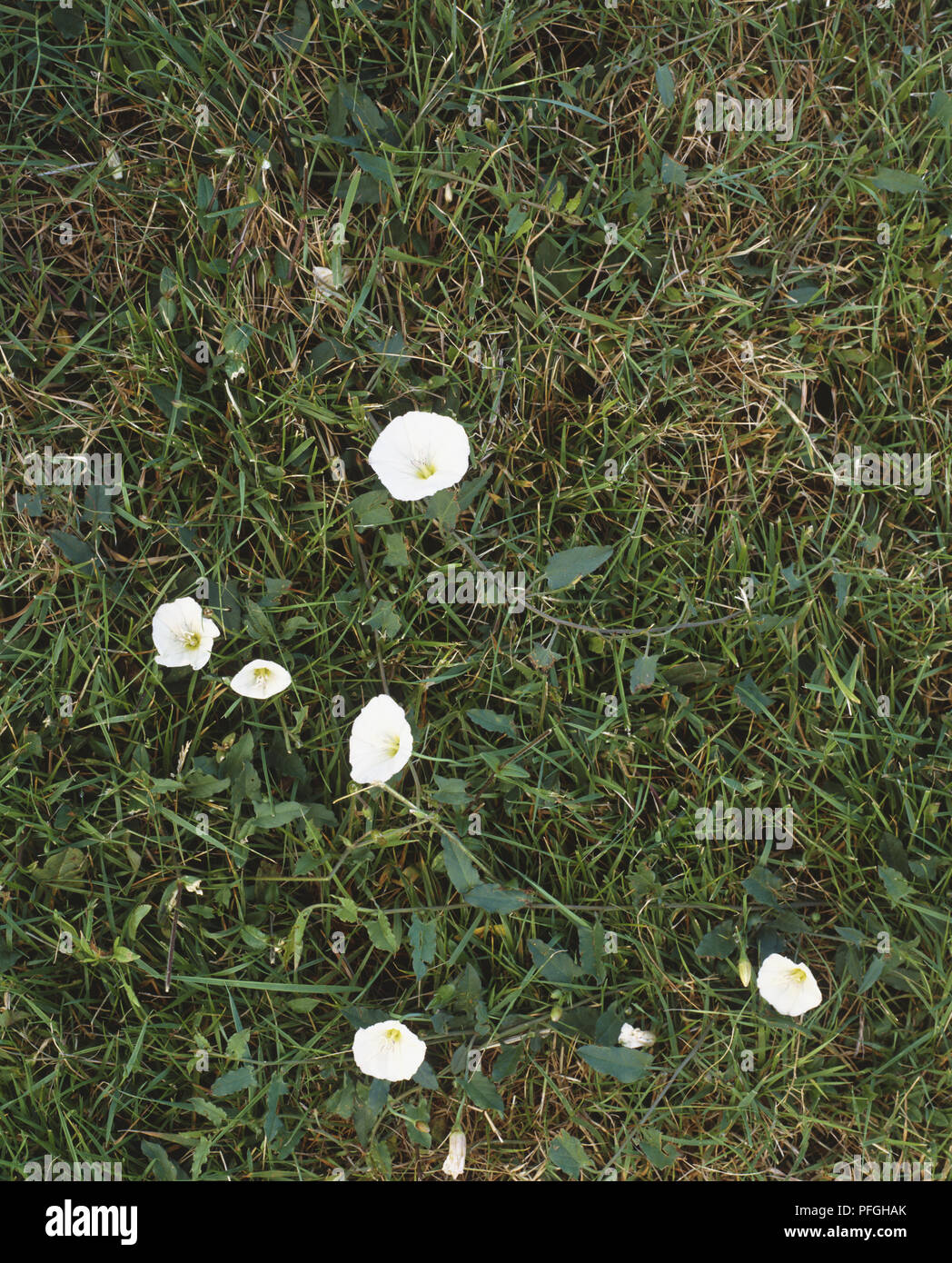 Bindweed in flowers hi-res stock photography and images - Alamy