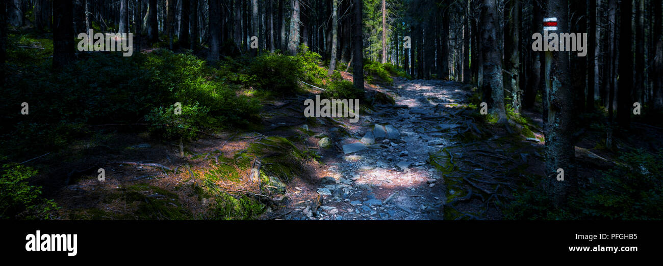 Hiking Trail Sign Mark Painted On A Tree Path Leading Trough The
