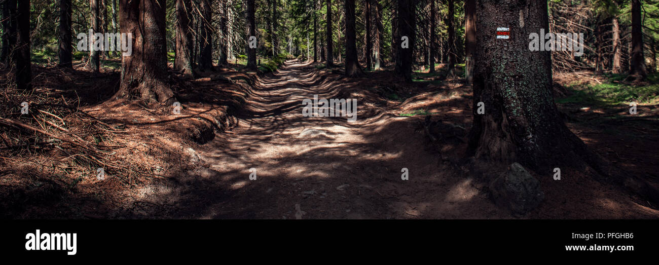 Hiking Trail Sign Mark Painted On A Tree Path Leading Trough The