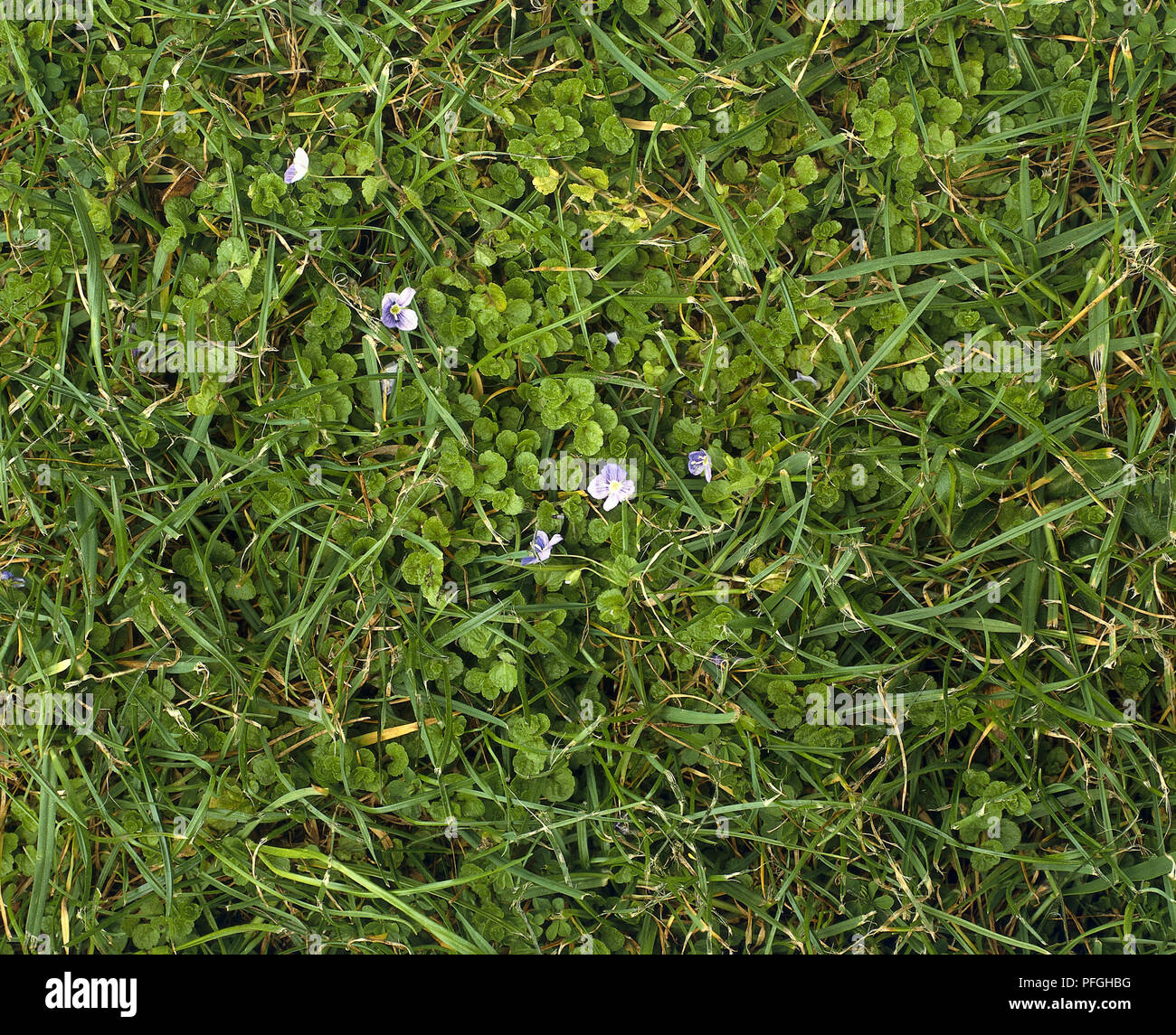 Veronica filiformis, small blue flowers of Slender Speedwell, growing in grass, view from above Stock Photo
