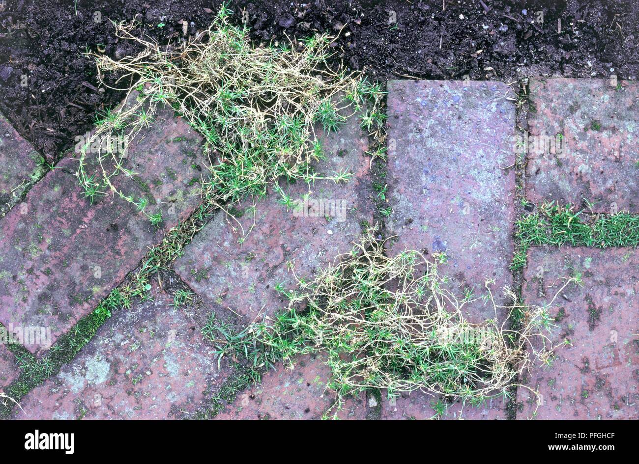 Sagina procumbens (Pearlwort) growing through gaps in garden path, view from above Stock Photo