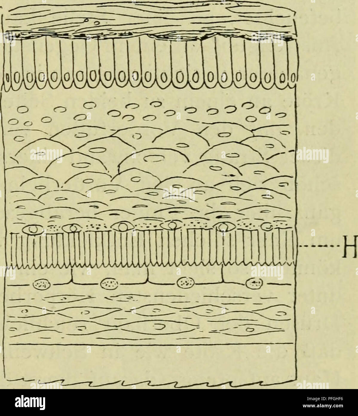 This work describes the life cycle of native amphibians and reptiles ...