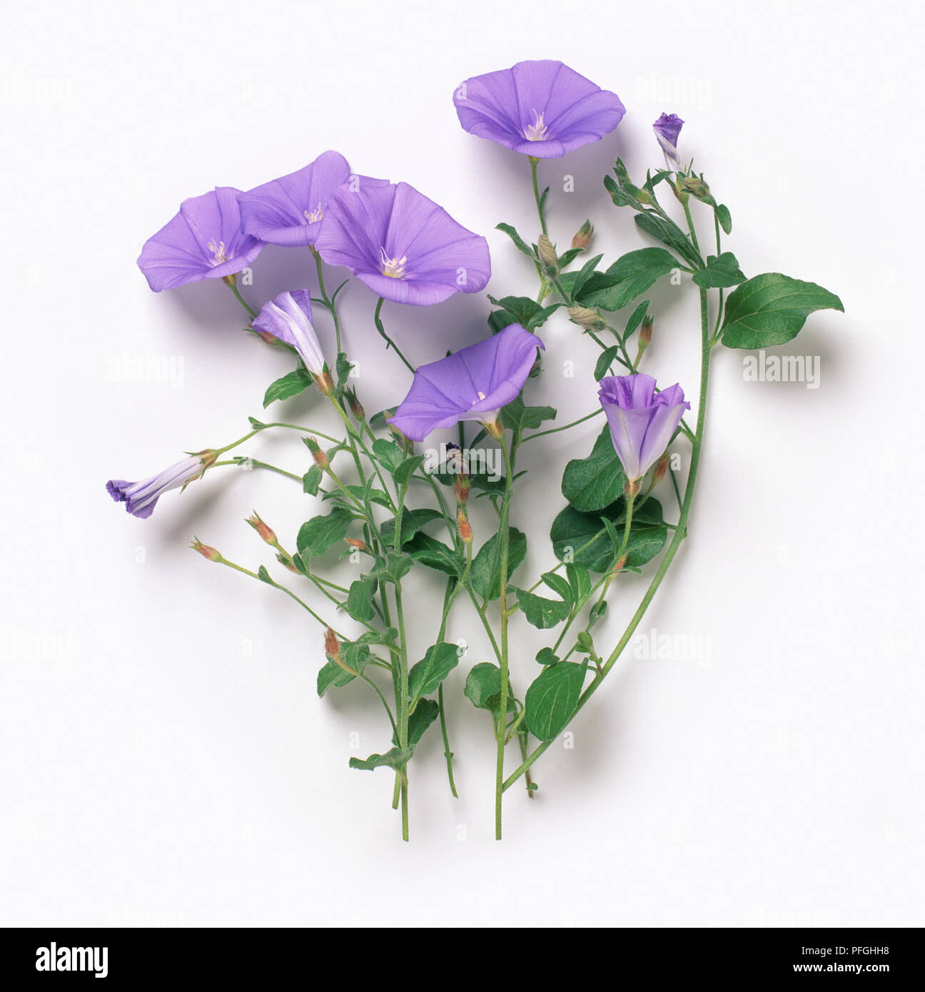 Convolvulus sabatius (Bindweed), blue flowers and green leaves, close-up Stock Photo