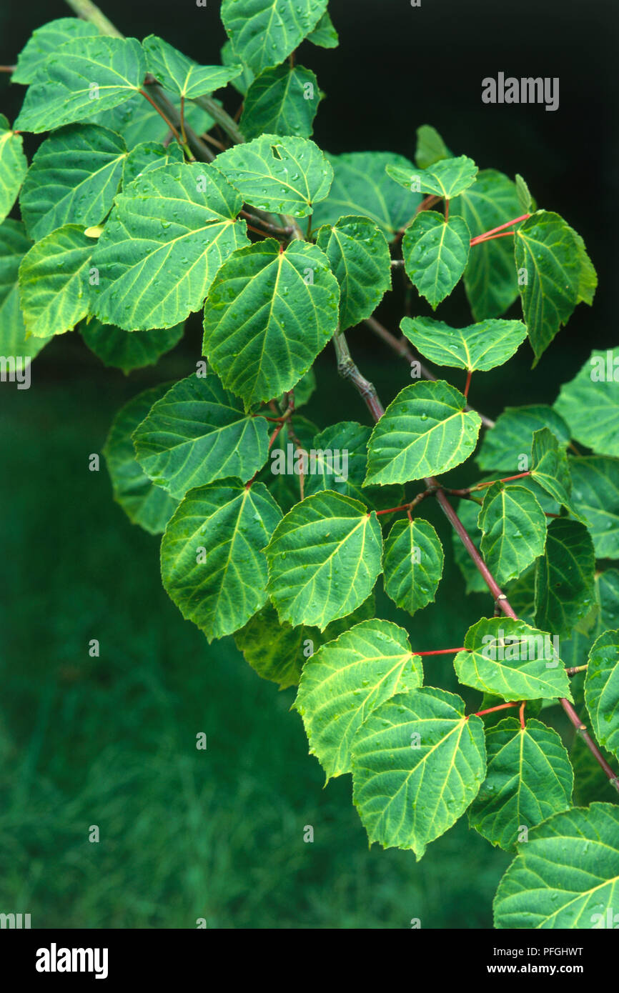 Branch of leaves from Acer davidii 'George Forrest' (Pere David's maple), close-up Stock Photo