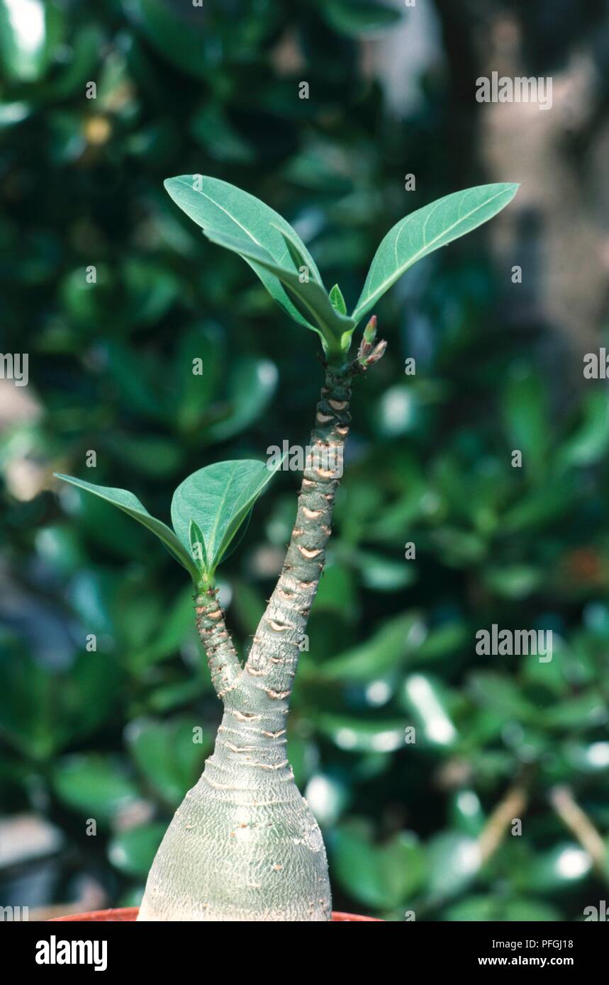 Sabi star hi-res stock photography and images - Alamy