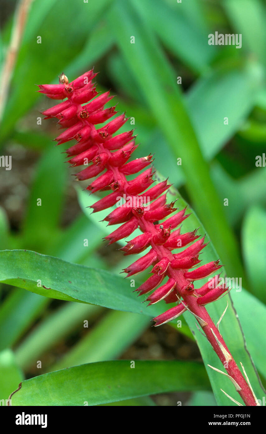 Red flower head from Aechmea gamosepala (Bromeliad), close-up Stock Photo