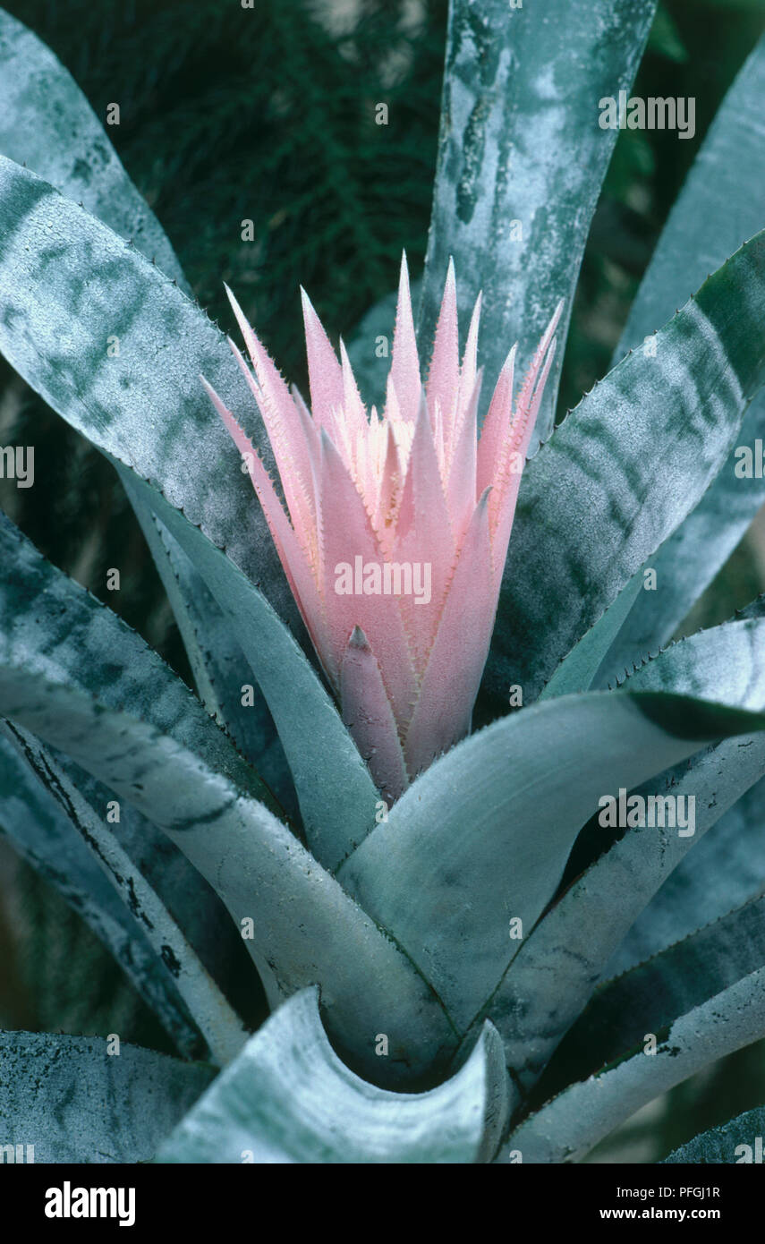 Flower head and leaves from Aechmea fasciata (Vase plant), close-up Stock Photo