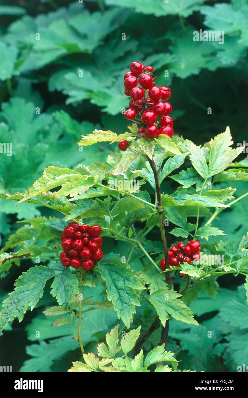 Leaves and red berries from Actaea rubra (Red baneberry), close-up Stock Photo