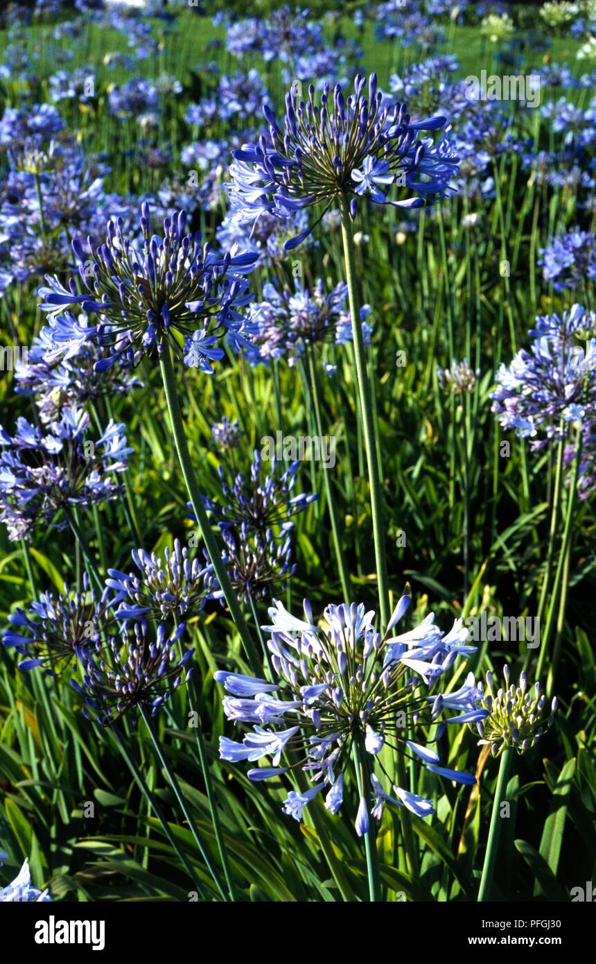 Agapanthus praecox orientalis hi-res stock photography and images - Alamy