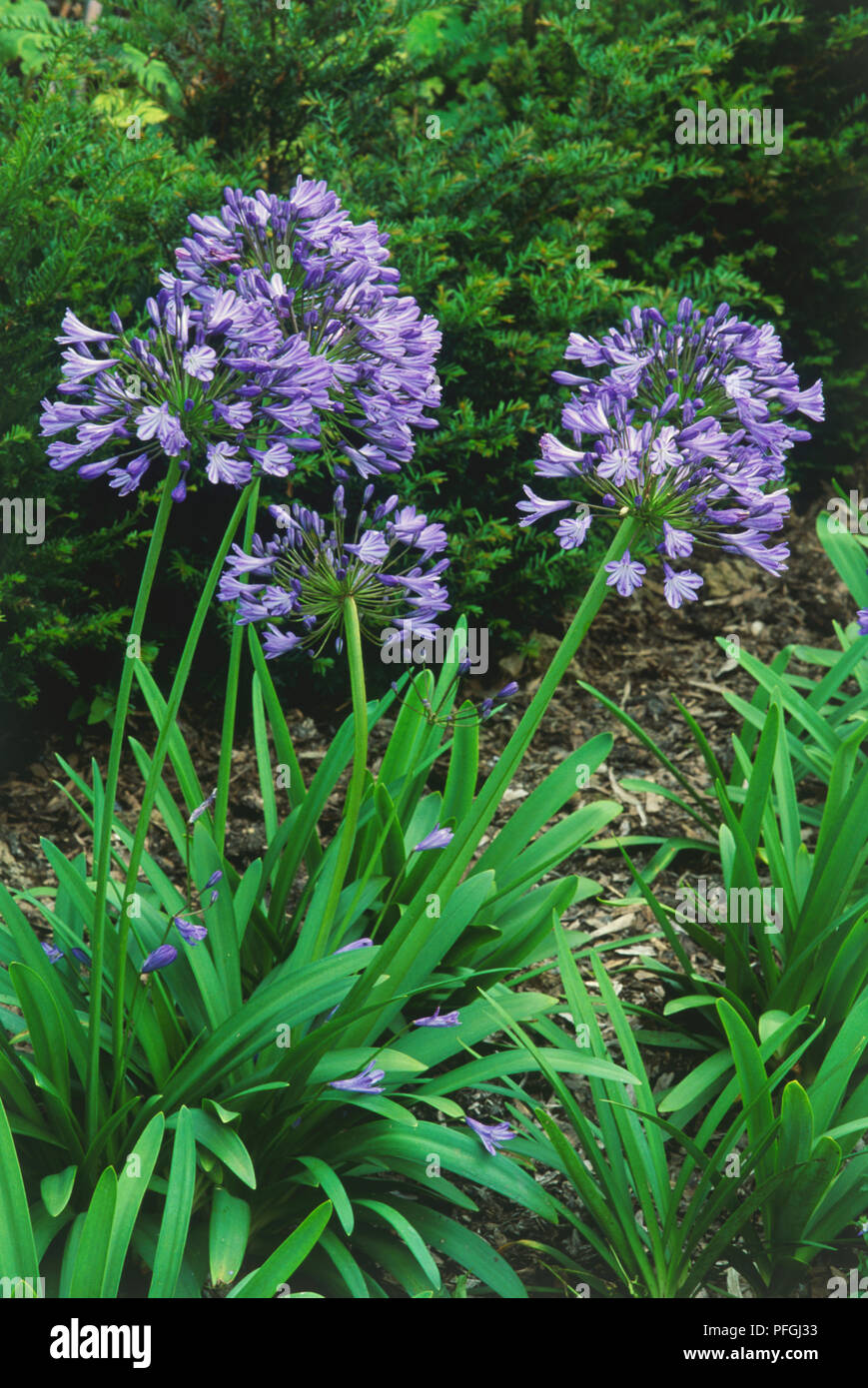 Agapanthus, Blue Giant or African Blue Lily flowers. Stock Photo