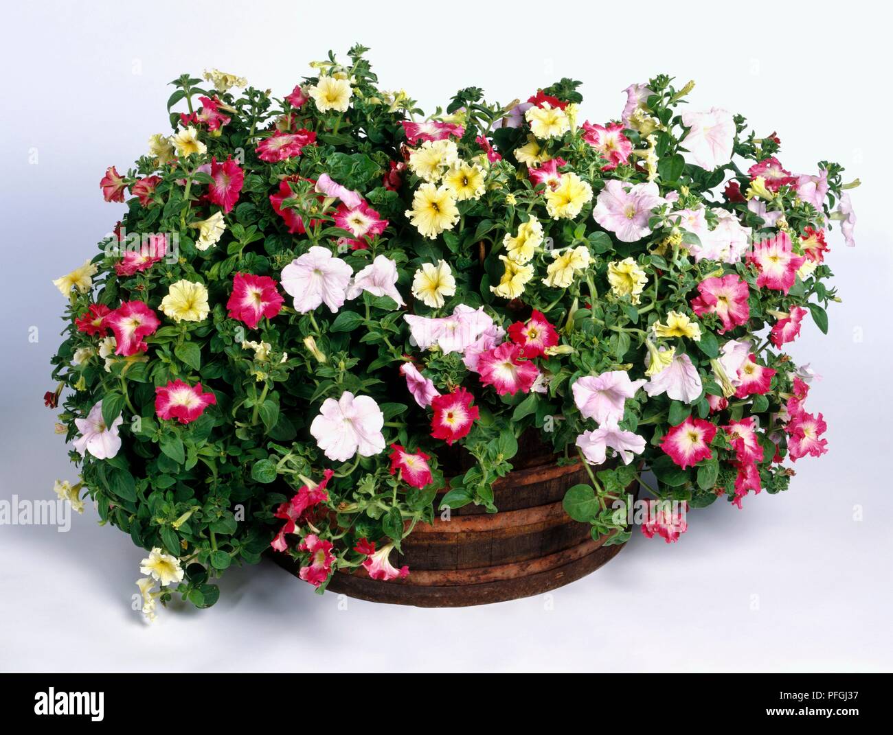 Colourful petunias planted in a barrel Stock Photo