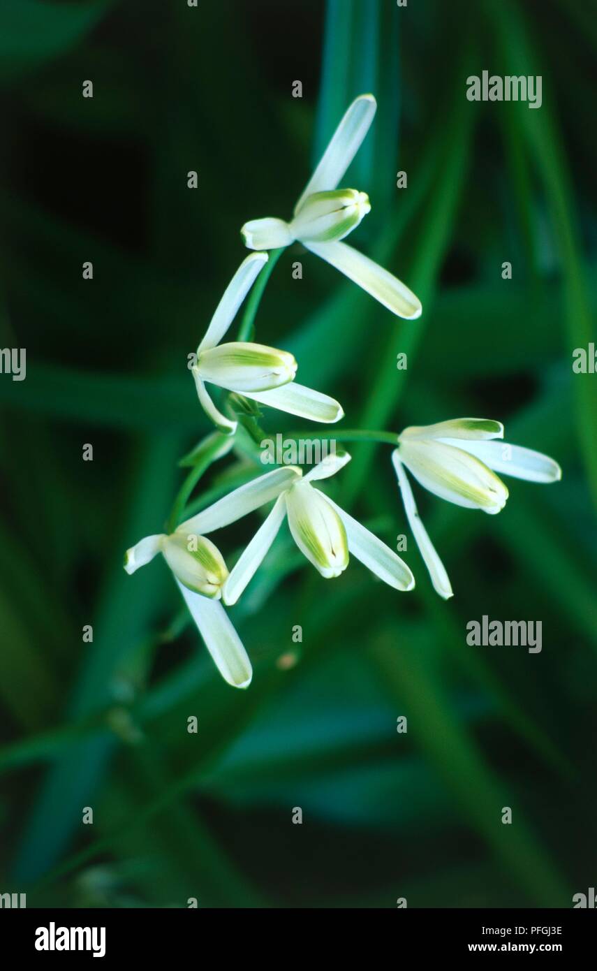 Albuca nelsonii, white to green flowers, close-up Stock Photo