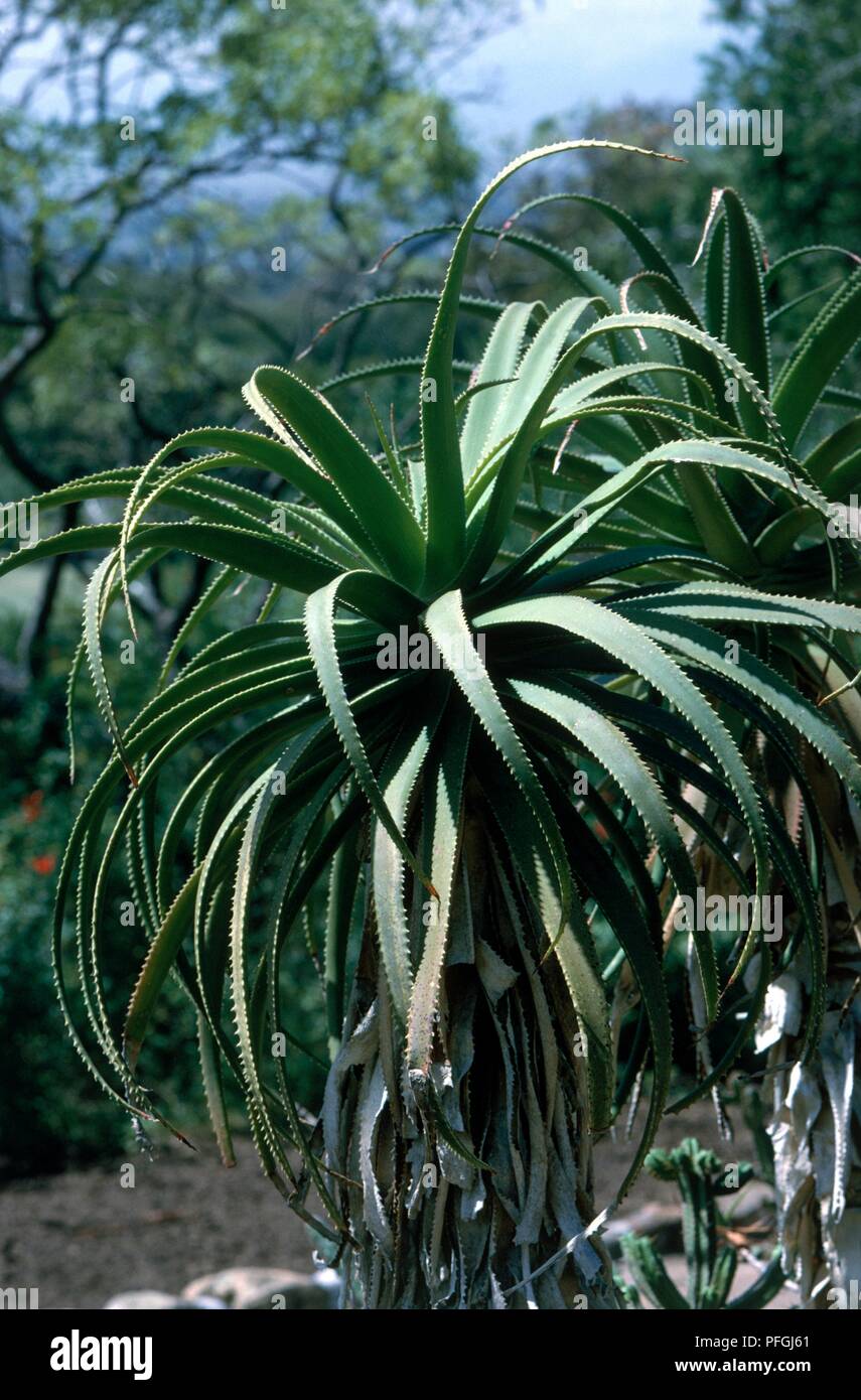 Aloe pluridens, perennial succulent plant Stock Photo - Alamy