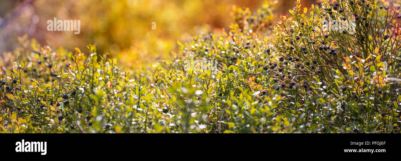 Wild blueberry bush. Dreamy wild blueberries panoramic banner on a sunny day with lens flare and strong bokeh. Stock Photo