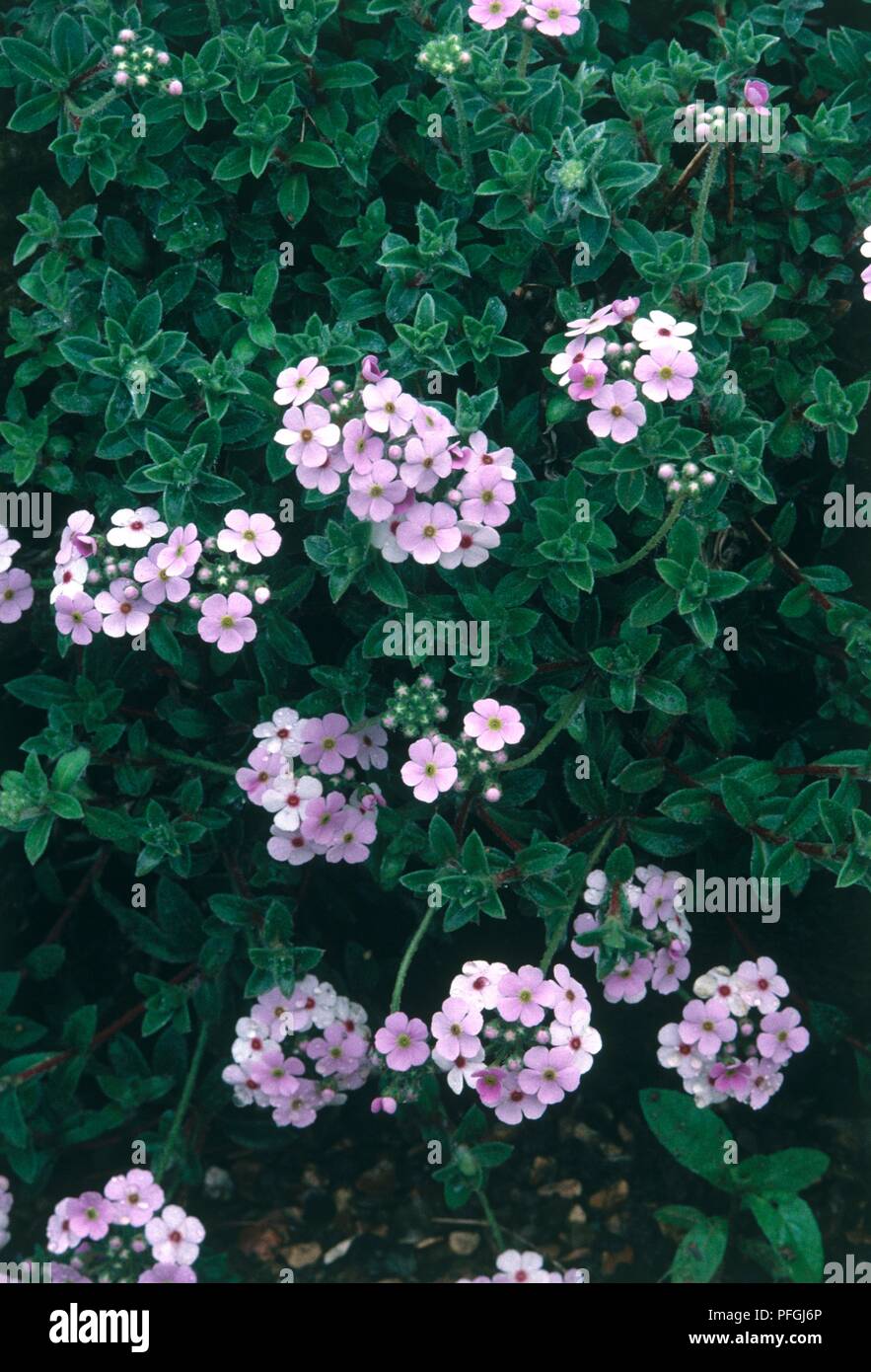 Androsace lanuginosa (Rock Jasmine) with umbels of pink flowers and elliptical green leaves Stock Photo