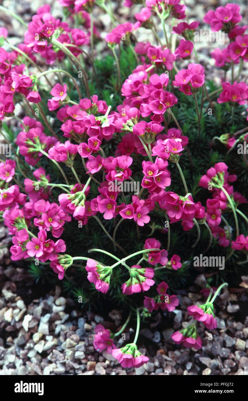 Androsace carnea subsp. laggeri (Rock jasmine) with umbels deep pink flowers on long stems Stock Photo