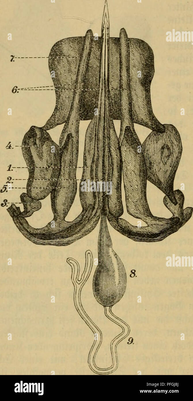 Ein C Stock s & Ein C Stock Page 2 Alamy Das buch von der biene Bees Bee culture 118 Dkturgej id